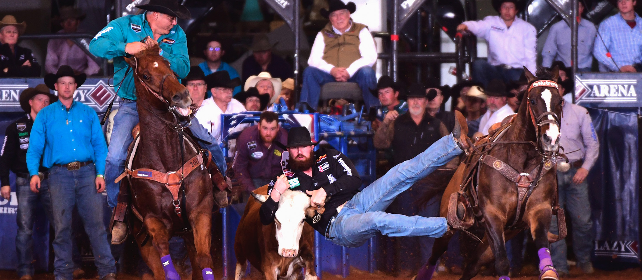 A cowboy holds onto the horns of a steer as he tries to wrestle him to the ground. 